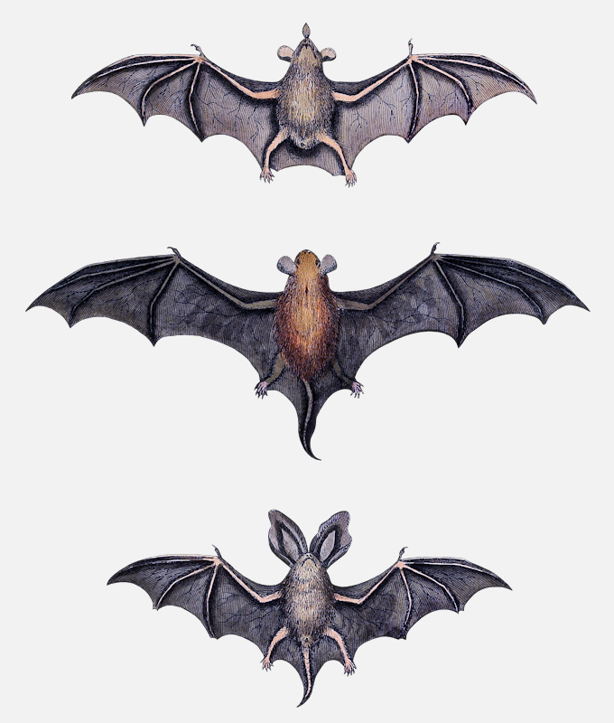 image of three bats 3 small bats 1776