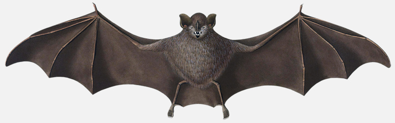 image of a bat seba’s short tailed bat carollia perspicillata 1822
