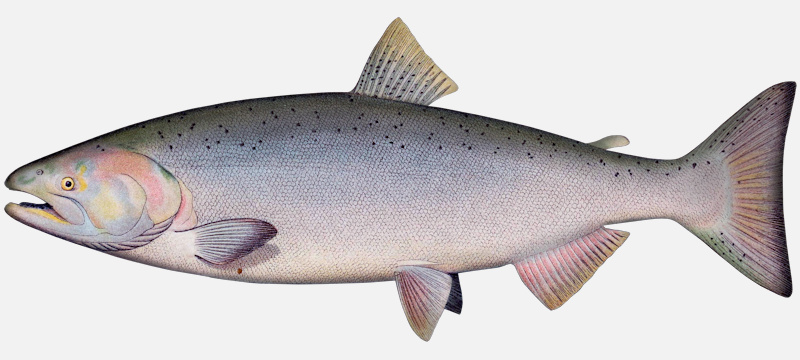 image of chinook Salmon female oncorhynchus tshawytscha 1907 zombie salmon
