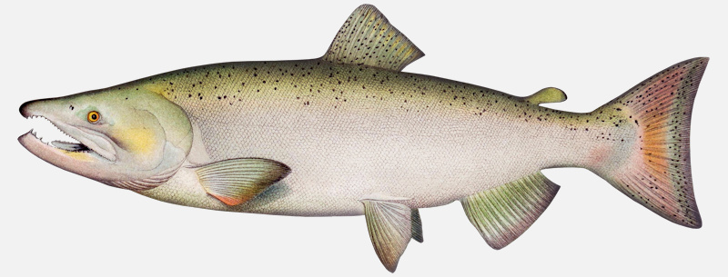 image of chinook salmon male oncorhynchus tshawytscha 1907 zombie salmon