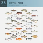 British Fish Collection