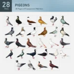 Pigeons Collection