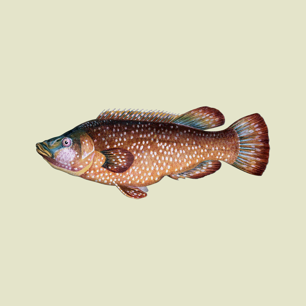 Ballan Wrasse Fish - TofuJoe