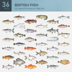 British Fish Collection