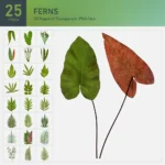 Ferns Collection