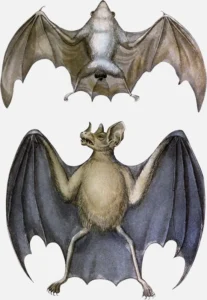 Northern Ghost Bat and Spectral Bat