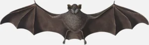 Seba's Short Haired Bat