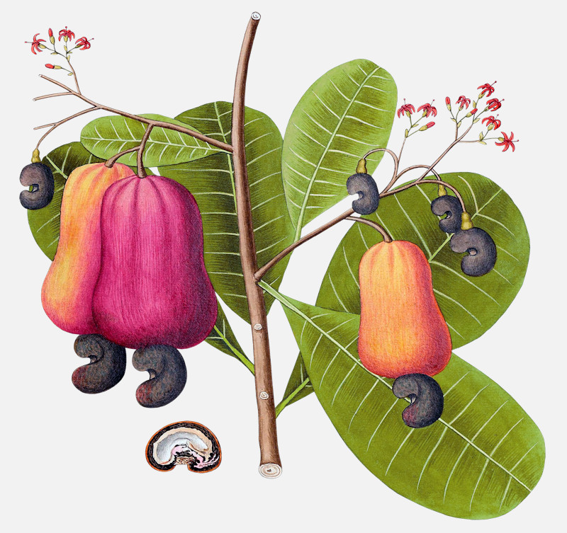 an image of cashew anacardium occidentale 1780 nut illustrations 