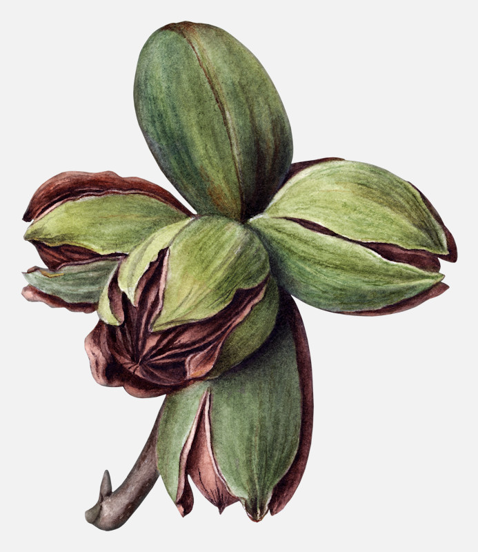 an image of frotscher pecan carya illinoinensis 1904 nut illustrations 