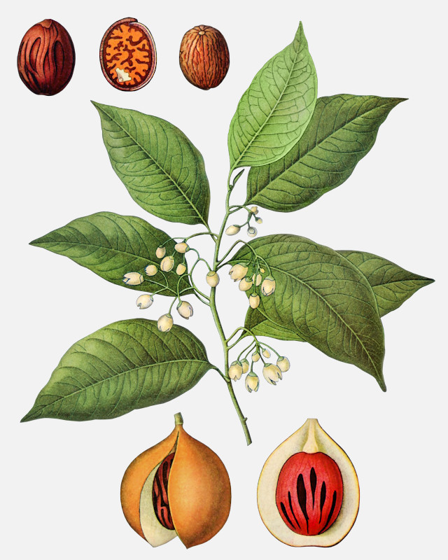 an image of nutmeg myristica fragrans 1900 nut illustrations 