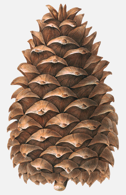 an image of chilgoza pine cone 1840 nut illustrations 