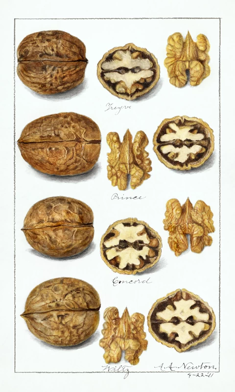 Walnuts