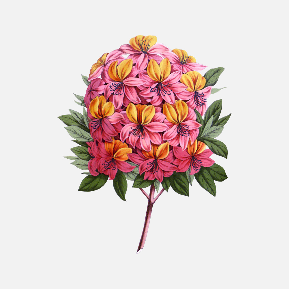 Azalea Vanhouttei Flowers