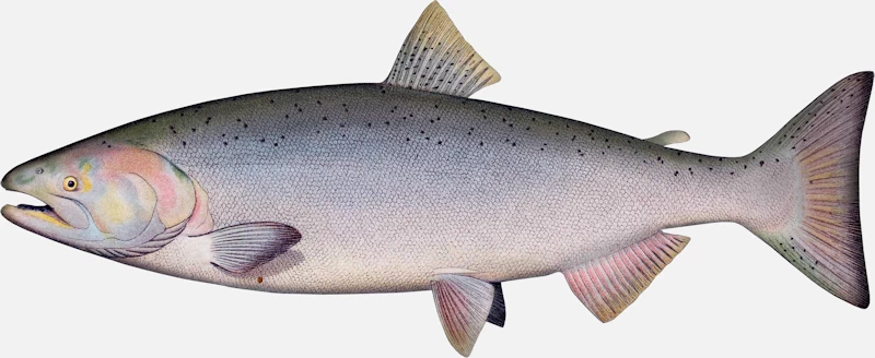 Chinook Salmon Female