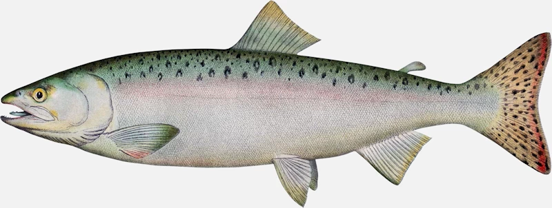 Pink Salmon Female