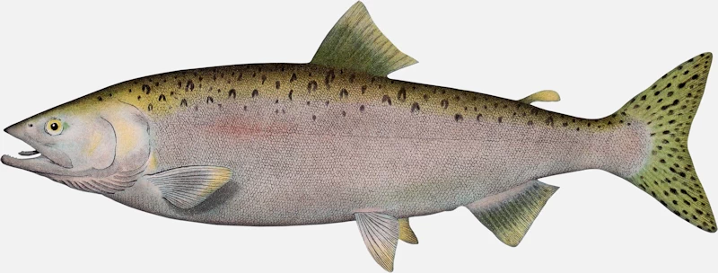 Pink Salmon Male