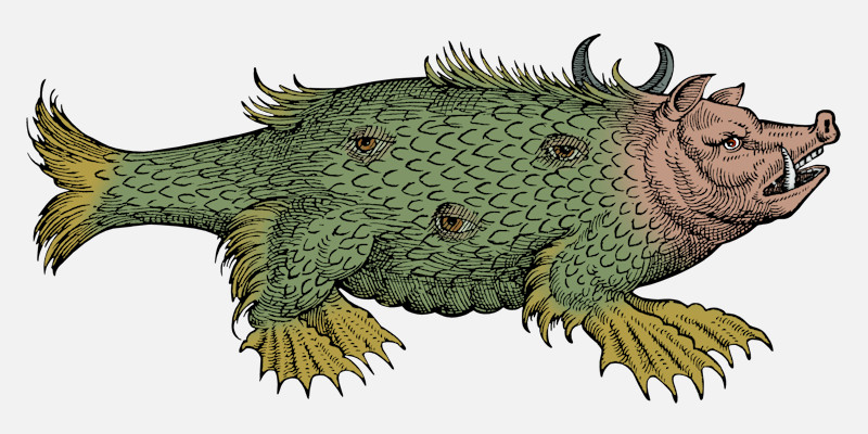 Sea Pig from Conrad Gessner Historia animalium 1558 Sea Monsters