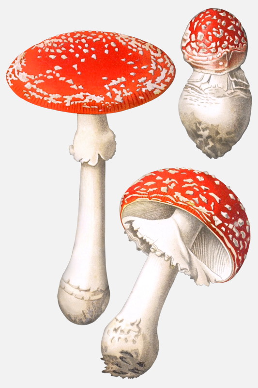 Fly Agaric mushroom illustrations Amanita muscaria