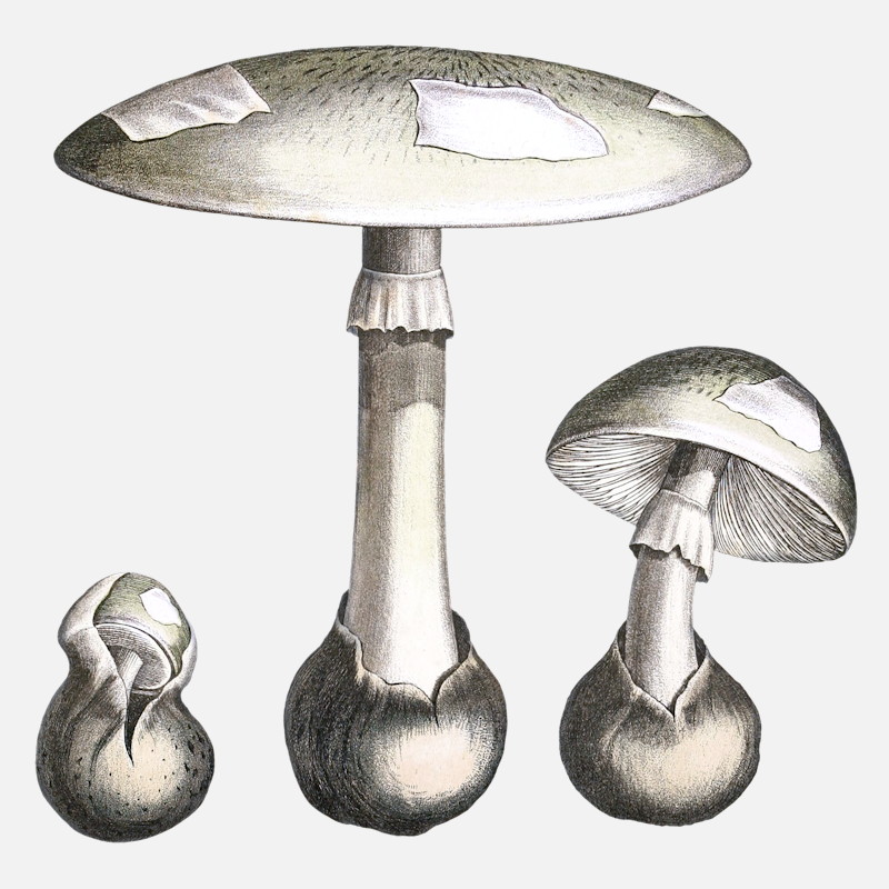 Death Cap mushroom illustrations Amanita phalloides
