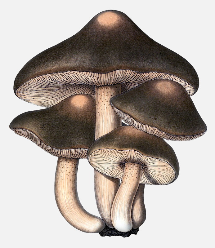 Fried Chicken mushroom illustrations Lyophyllum decastes