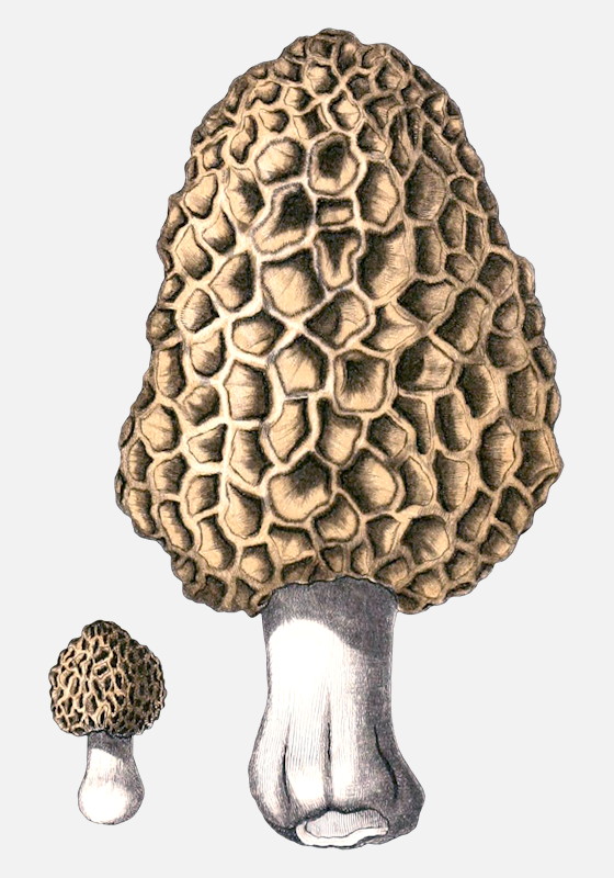 Morel mushroom illustrations Morchella