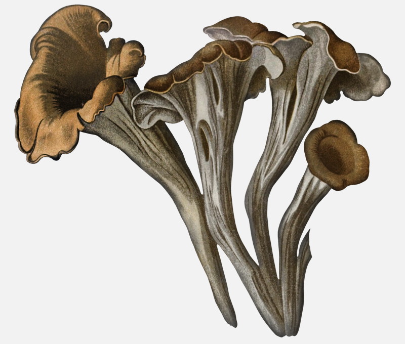 Horn of Plenty mushroom illustrations Craterellus cornucopioides