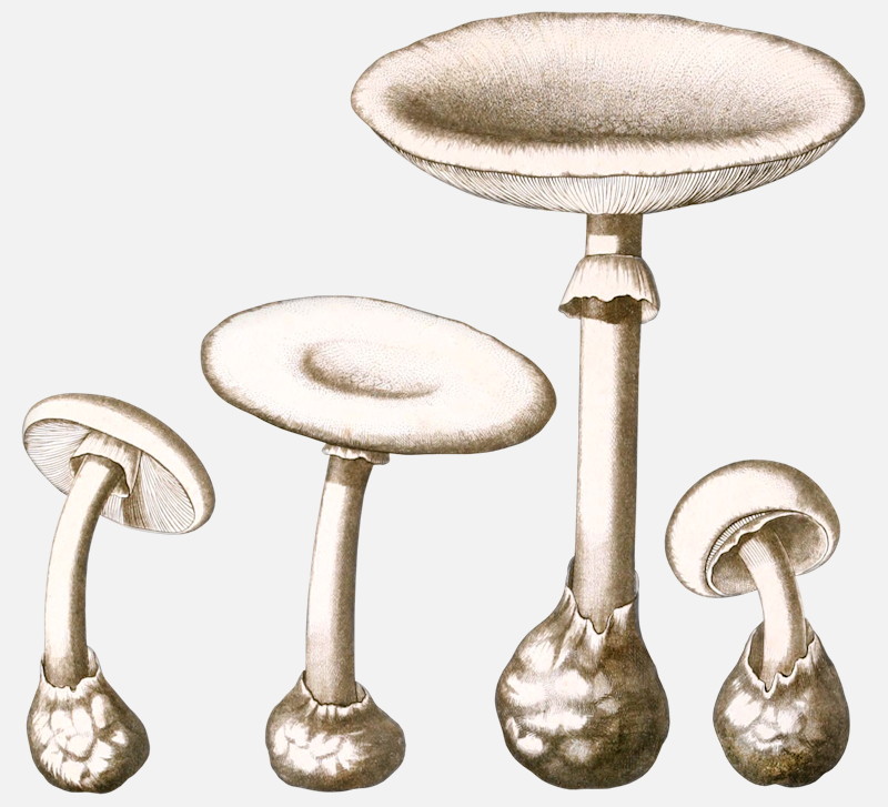 Destroying Angel mushroom illustrations Amanita verna