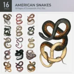 American Snakes Collection