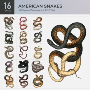 American Snakes Collection