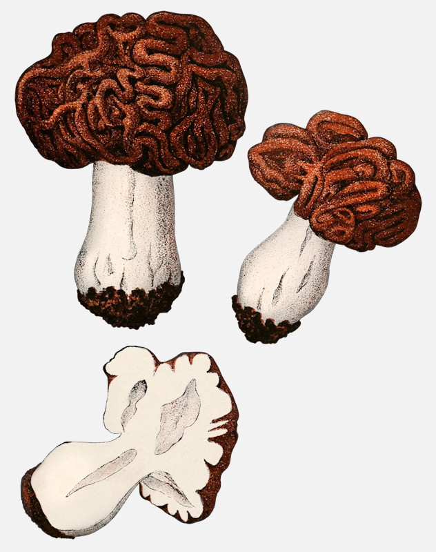 False Morel mushroom illustrations Gyromitra esculenta