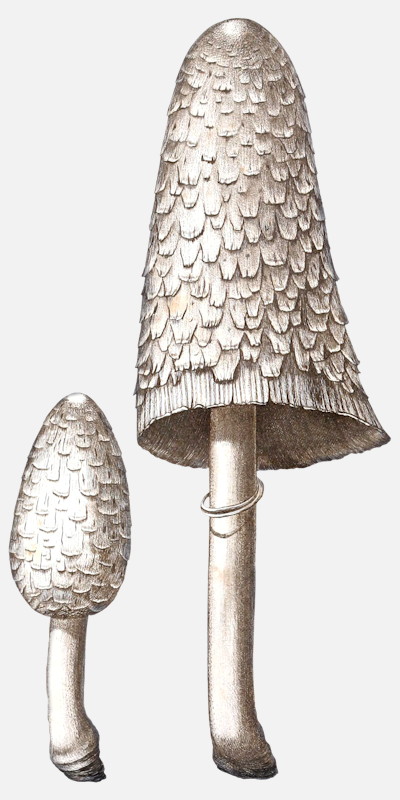 Shaggy Ink Cap mushroom illustrations Coprinus comatus
