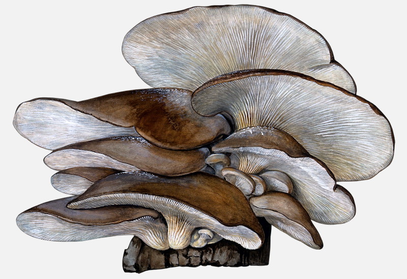 Oyster mushroom illustrations Pleurotus ostreatus 