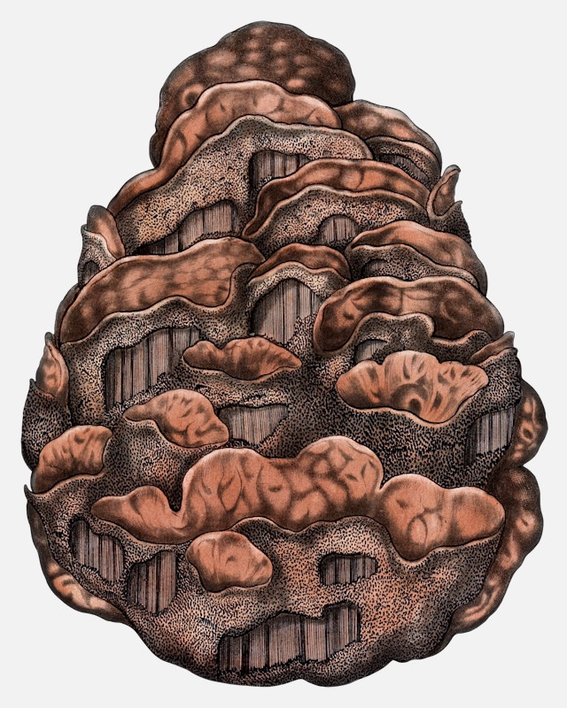 Heterobasidion annosum mushroom illustrations