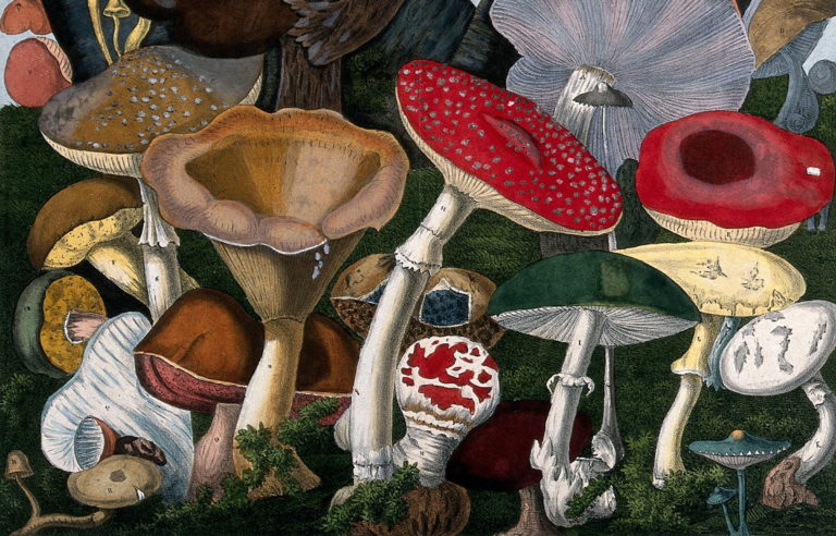 Mushroom Illustrations of the Public Domain