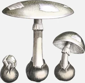 Death Cap