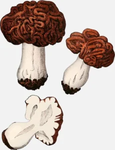 False Morel