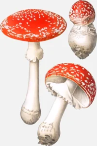 Fly Agaric