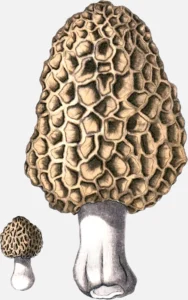 Morel