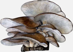 Oyster Mushroom