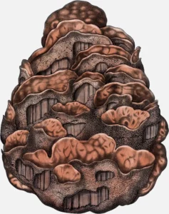 Root Rot Fungus