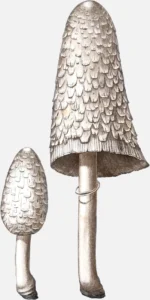 Shaggy Ink Cap