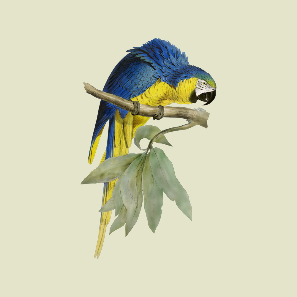 Macaw — Honu Home Goods