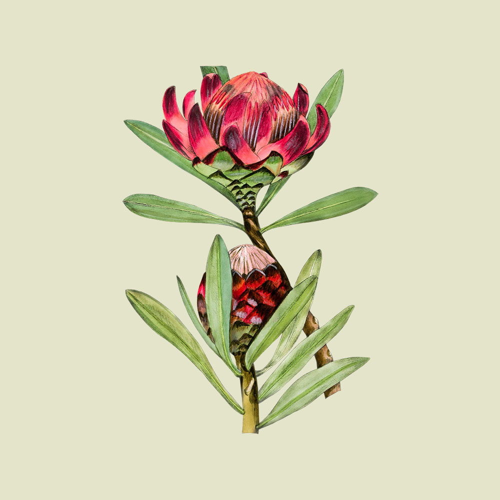 African Protea Flowers - TofuJoe