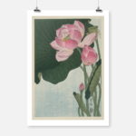 Blooming Lotus Flowers Poster