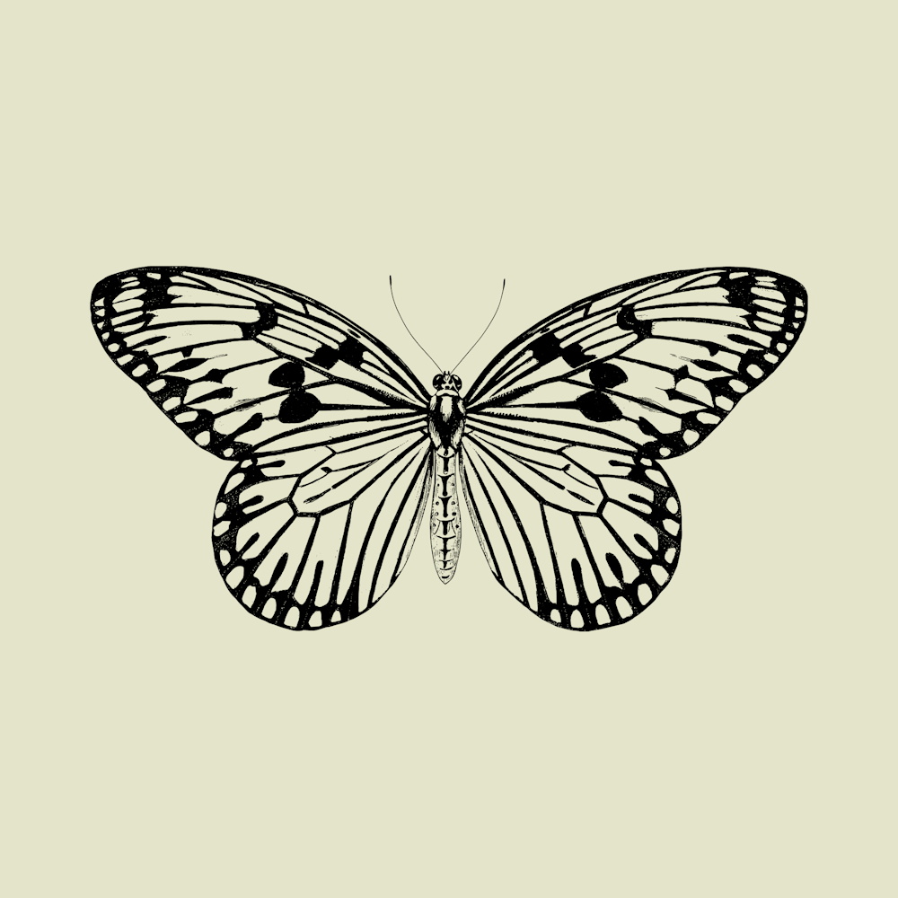 Idea Agelia Butterfly Vector - TofuJoe