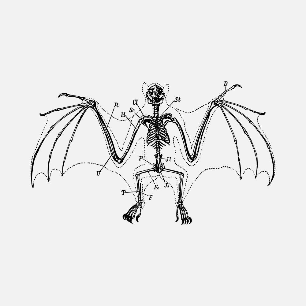 Bat Animal Skeleton Vector - TofuJoe