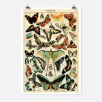 Butterflies and Moths Poster