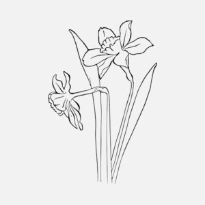 Daffodil Vector