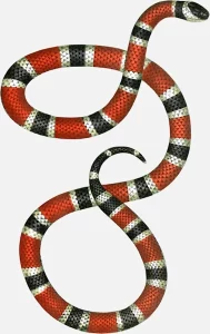 Painted Coral Snake