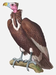 Lappet-Faced Vulture (Old World)